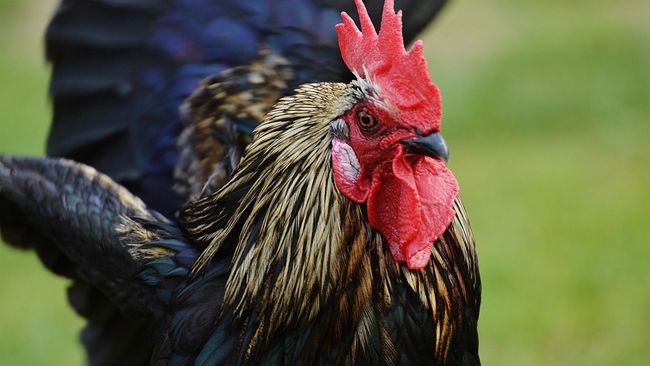 Suara kokok ayam yang dikeluhkan para turis asing di Bali yang menginap di homestay itu adalah ayam peliharaan warga setempat, bukan merupakan tempat bisnis.