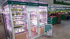 Berlin Buat Kebun Sayur di Dalam Supermarket