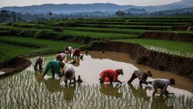 Kajian KPK: Lahan Persawahan Menyusut Masif di Daerah