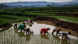 Kajian KPK: Lahan Persawahan Menyusut Masif di Daerah