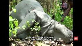Badak Bercula Satu Tewas di Taman Nasional India