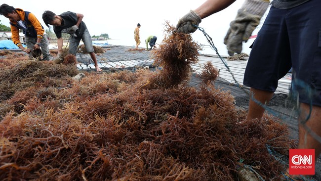 Bersiap Tak Lagi jadi Pemasok Rumput Laut Mentah Dunia