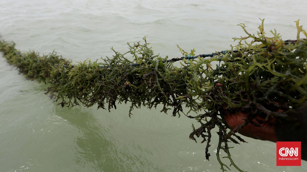 Bersiap Tak Lagi jadi Pemasok Rumput Laut Mentah Dunia