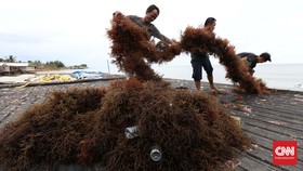 Bersiap Tak Lagi jadi Pemasok Rumput Laut Mentah Dunia