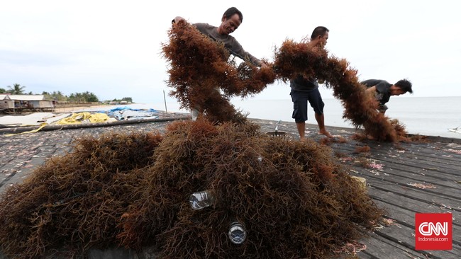Indonesia merupakan produsen rumput laut terbesar di dunia, tetapi sebagian besar diekspor dalam bentuk bahan mentah. Padahal bisa diolah di dalam negeri.