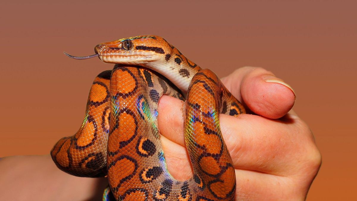 Aksi Konyol Pria India Beri Napas Buatan ke Ular yang Kesetrum