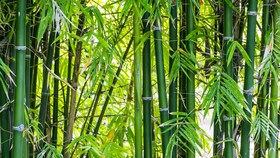 Produk Ramah Lingkungan dari Bambu, Sikat Gigi sampai Sedotan
