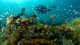Melihat Kesehatan Karang dan Ikan di Kofiau, Raja Ampat