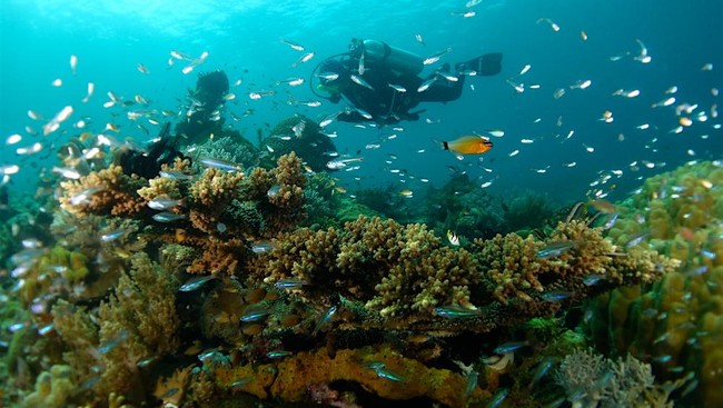 Terumbu karang di Kofiau, Raja Ampat, Papua, masih terbilang sehat. Tapi bukan berarti bebas dari ancaman yang membahayakan. Apa itu?