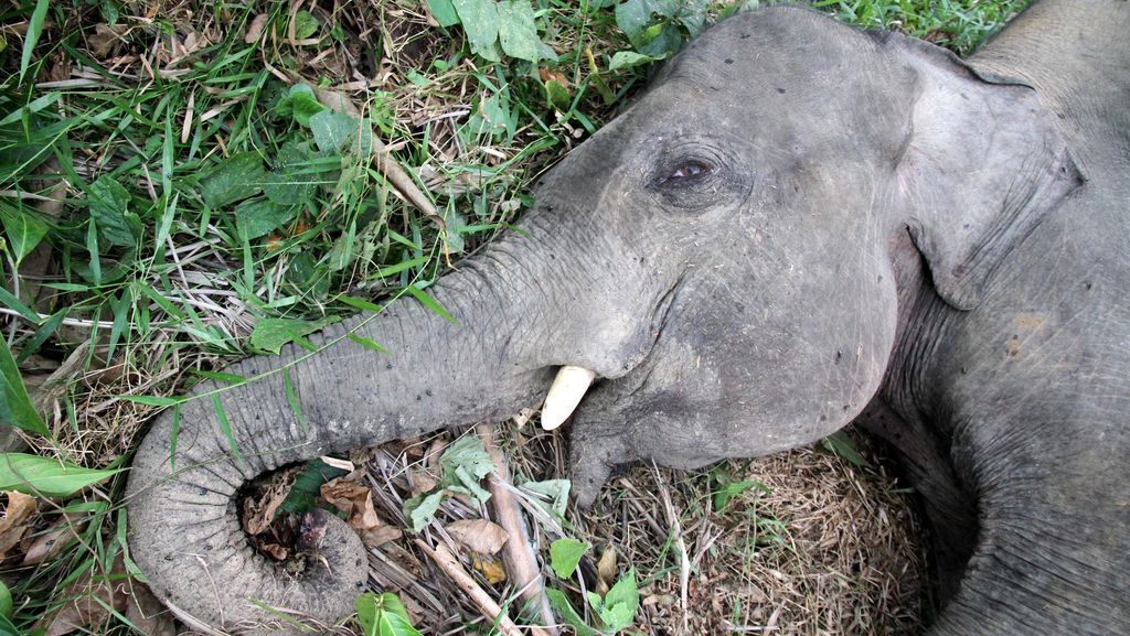 Menhut: Tak Ada Ampun Bagi Pembunuh Gajah Tanpa Kepala di Riau