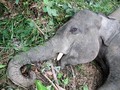 Lebih dari 300 Gajah di Bostwana Mati Secara Misterius