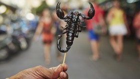 Apakah Makan Serangga Lebih Baik Dari Daging?
