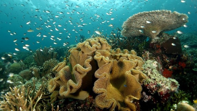 Terumbu karang adalah rumah bagi ekosistem laut. Tengok yuk terumbu karang terindah di dunia.