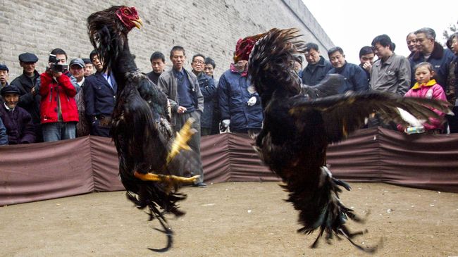 Kota bernama Turpan itu berharap akan kedatangan lebih banyak wisatawan dengan menawarkan aksi adu ayam sebagai salah satu daya tarik mereka.
