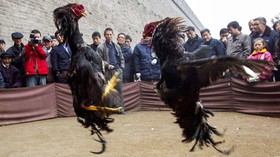 Demi Tarik Turis, Kota di China Jual Aksi Adu Ayam