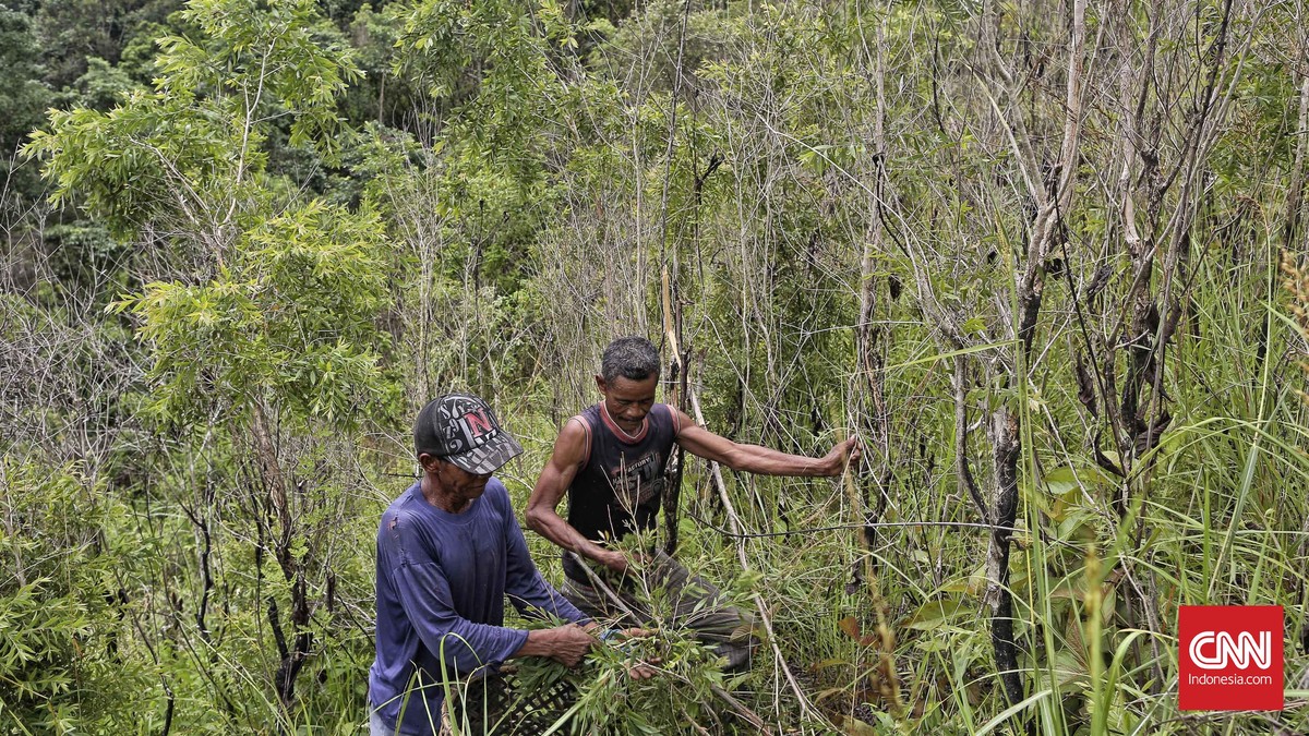 FOTO: Sisa Cerita 'Gubuk' Penyulingan Kayu Putih Pulau Buru