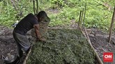 Lipsus Pulau Buru Proses pembuatan minyak kayu putih secara tradisional, Waeapo, Pulau Buru, Selasa, 8 Maret 2016. CNN Indonesia/Adhi Wicaksono.