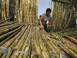 Pelanggaran Pabrik Gula Lamongan Berulang, Petani Surati Menperin