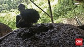 Lipsus Pulau Buru Proses pembuatan minyak kayu putih secara tradisional, Waeapo, Pulau Buru, Selasa, 8 Maret 2016. CNN Indonesia/Adhi Wicaksono.