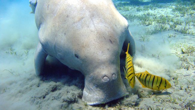 Sementara ini, yang terdeteksi hanya di perairan Seli dan Sikka di Pulau Alor dan Sulamu serta Pulau Kera di Kabupaten Kupang