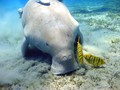 Bayi Duyung Laut Thailand Tewas Tersumbat Sampah Plastik