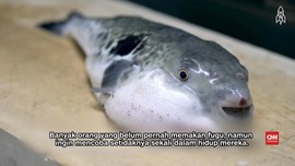Cara Aman Menyajikan Ikan Fugu yang Mematikan