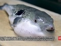 Cara Aman Menyajikan Ikan Fugu yang Mematikan