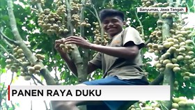 Panen Raya Duku