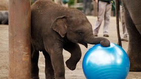 Bayi Gajah Sumatera Lahir di Taman Nasional Tesso Nilo