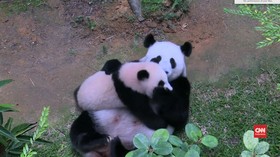 Sensasi Merawat Panda di Kebun Binatang Malaysia
