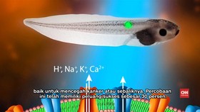 Peneliti Gunakan Cahaya Untuk Membasmi Kanker