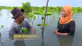 Pelestari Hutan Mangrove Surabaya