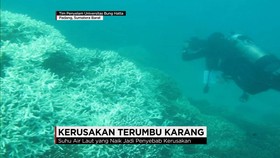 Pemutihan Terumbu Karang