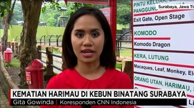 Kematian Harimau di Kebun Binatang Surabaya