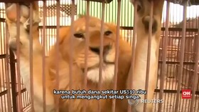 Kisah Pasukan Penyelamat Singa Sirkus