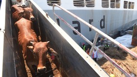 RI Setop Impor Sapi dari Empat Wilayah Australia Imbas Virus LSD