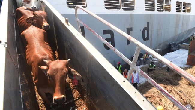 Sebanyak 2.350 sapi impor asal Australia bakal membanjiri Indonesia menjelang Lebaran 2024.