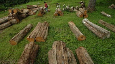 img-title Perhutani Bakal Bubarkan dan Merger Anak Usaha BUMN yang Cekak