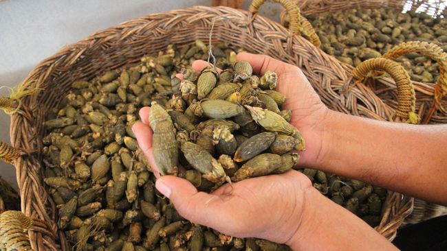 Pemerintah Tanjungjabung Barat, Jambi mengolah buah pinang menjadi produk makanan ringan unik yaitu permen rasa pinang.