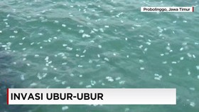 Migrasi Ubur-Ubur Ganggu Produksi Listrik