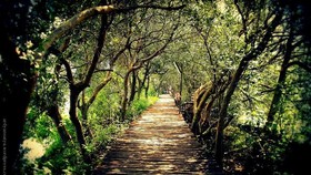 Wisata Hutan Mangrove