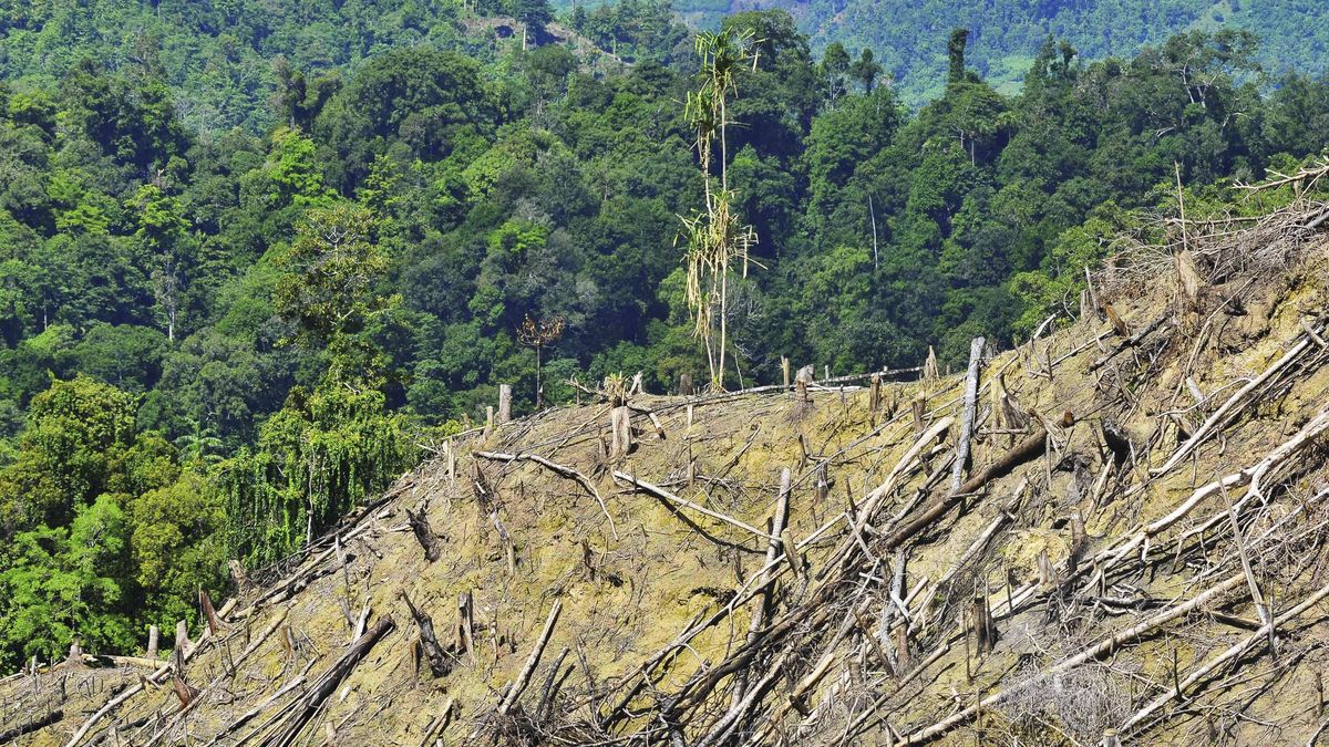DPR Respons Usul Pandawara: Hutan Tak Bisa Diperjualbelikan