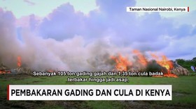 Sebanyak 105 Ton Gading Gajah dan 1,35 Ton Cula Badak Dimusna