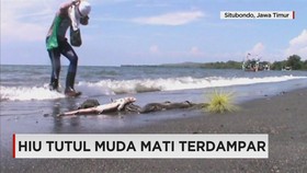 Hiu Tutul Mati Terdampar di Pantai Situbondo