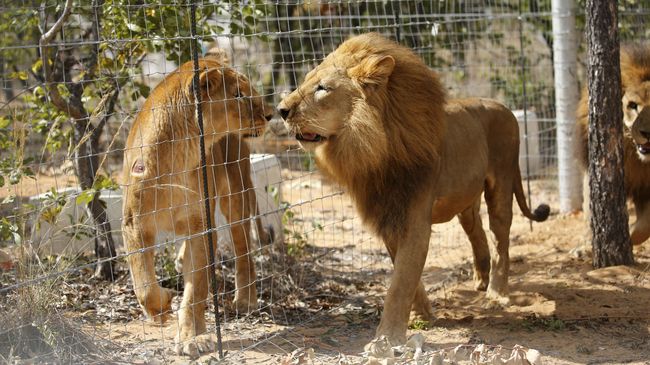 Kegiatan uji coba keselamatan di Tobe Zoological Park menjadi bahan tertawaan netizen karena penampakan singa jadi-jadian.