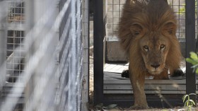 Singa Baru di Taman Nasional Liwonde