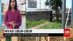 Invasi Ubur-ubur Di Pantai Utara Probolinggo