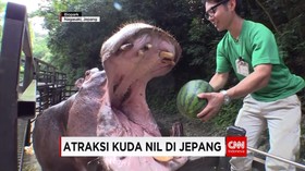 Kelucuan Atraksi Kuda Nil di Jepang