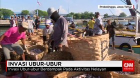 Ubur-ubur Memenuhi Perairan Probolinggo
