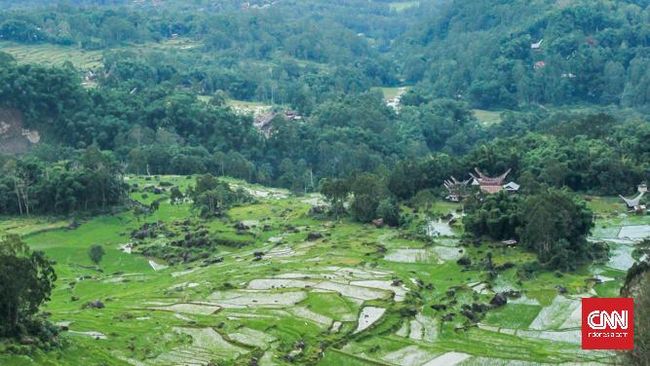 Masyarakat Toraja sudah mengenal tanaman kopi sejak abad ke-17. Namun kini kopi tak lagi jadi sumber keuangan utama petani.